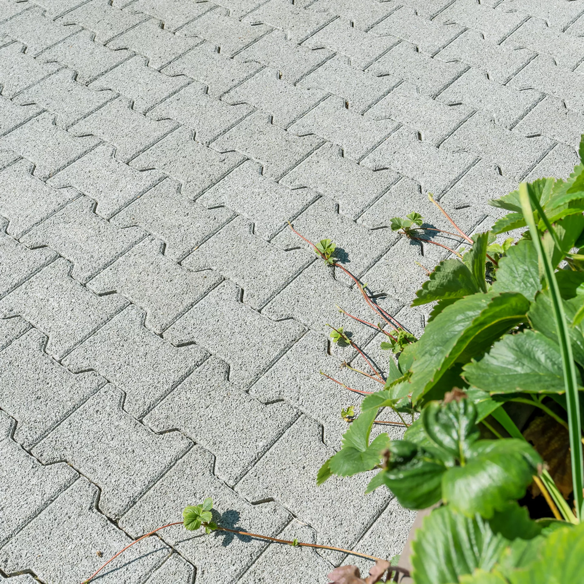 H Sickersteine fino fein gefast