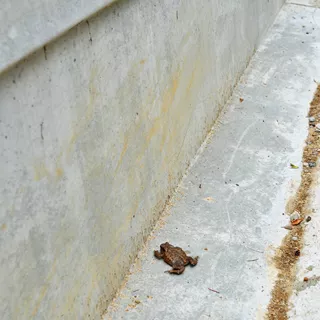 Éléments du système de guidage des amphibiens