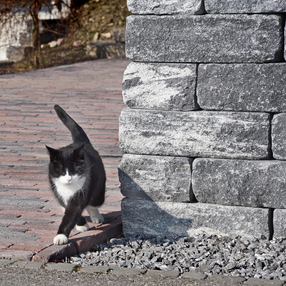 Mur de vignes VERZASCA®